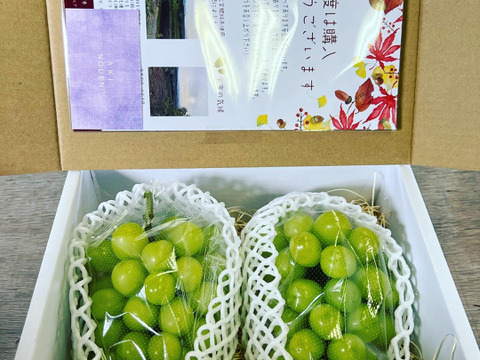 《１０セット限定》農薬５０％カット栽培＋化学肥料未使用！北海道　余市産シャインマスカット