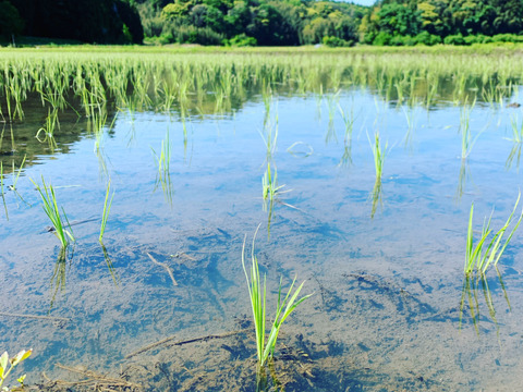 ✳︎新米✳︎令和7年度産★季節の野菜プレゼント付★【白米3キロ】クラフト袋入　　ふっくら・もちもち✴︎冷めても美味しい〜　【深田のお米】千葉県産コシヒカリ