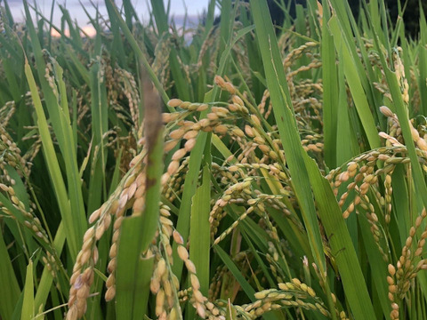 【令和５年産新米(玄米)】愛媛県自家農園　農薬・化学肥料・除草剤不使用あきたまち5kg