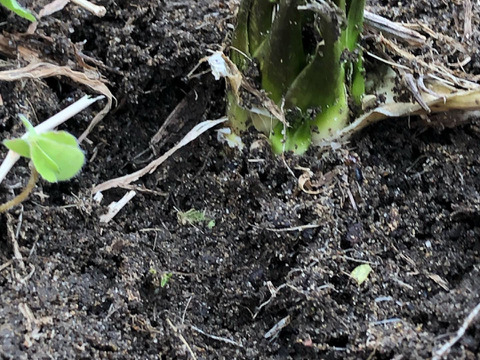 自然栽培山わさび80グラム2パック