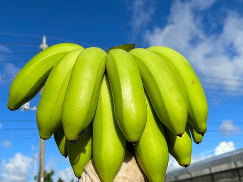 南国育ちの島バナナ（純）