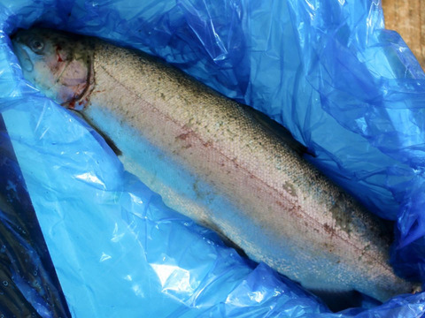 おうちでサーモン解体ショー渓流サーモン一本約1.７~2.0kg