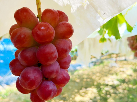 【数量限定】紅色シャイン品種スカーレット  1房500g~