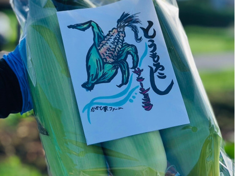 かかし家ファームの「ごんもろこし」とうもろこし サニーショコラ