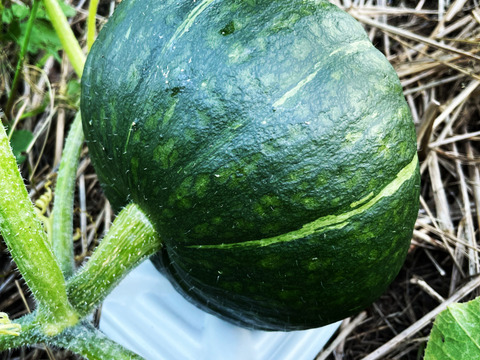 鹿児島県産　かぼちゃ　栗五郎 約10kg