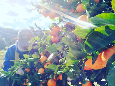 【深～く甘いコクと余韻】年末年始はこの🍊！【晩生みかん２．５kg】