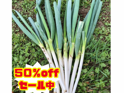 50％offセール中【農薬・化学肥料不使用栽培】青森県産　ネギ　6ｋｇ（太さ不揃い約40本）