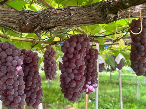 【山形】ジューシー！深い甘味！ 王道デラウェア 2kg(12～16房）贈答用 ギフト ご家庭用 お子様にも喜ばれます♪  ◎常温便◎