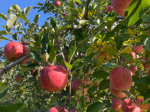 ギフトにもおすすめ！山形県産　りんごの王様🍎サンふじ🍎　3kg