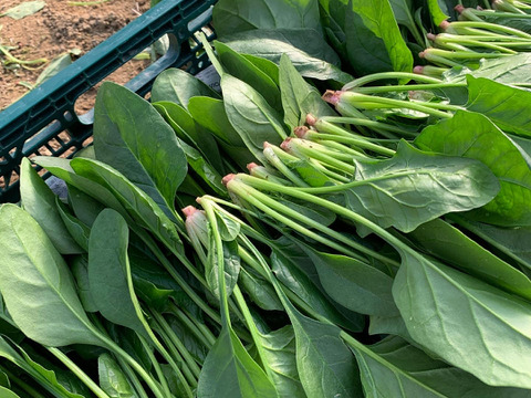 福来る！冬野菜もりもりセット！１０袋入り【ゲン担ぎ福袋】