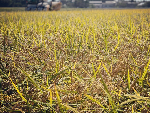 令和7年産【一等米】新潟県産従来品種コシヒカリ10kg
