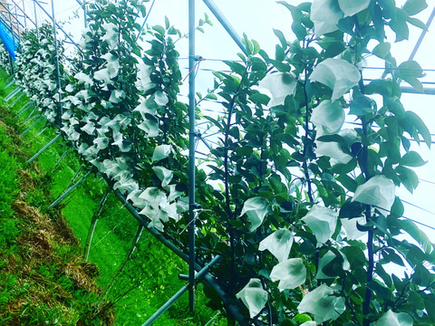 限定セール！！【樹上完熟甘太】5kg