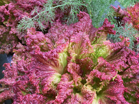 植物性堆肥で育てたサニーレタス 2個入り ディルのおまけ付き