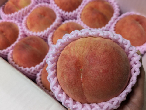 🍑【2025年8月中旬桃】3kg　8～14玉【ASIAGAP認証農場：津軽農園】　安心・安全な桃　収穫した日に発送　家庭用　農家直送【朝どれ】