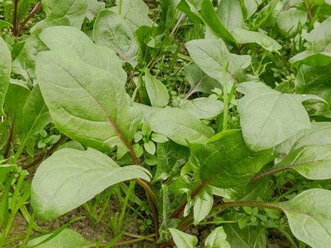 【農家の食卓からお裾分け】食卓に彩りを✨冬の映え！サラダ野菜４種🥗＋万能葉物２種詰合せ📦