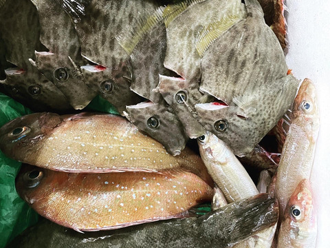 瀬戸内海の旬　船上活〆鮮魚BOX【お試しセット】