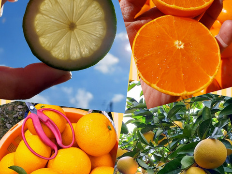 みかん畑セット【食べ比べ】5.5kg（箱込）