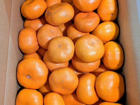 三ヶ日 青島みかん  プチブサ皮くん　約5㎏