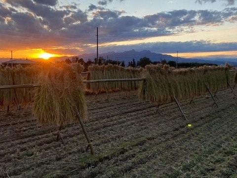 ひとめぼれ‼️天日干し自然栽培米5キロ