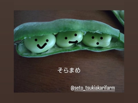 瀬戸内よりお届け！愛媛県産そらまめ（さぬき長そらまめ）2㎏【約80