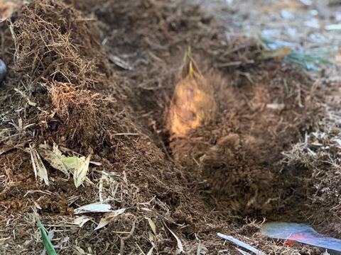 〜朝掘タケノコ4㎏（3本〜5本）〜鮮度抜群、香り豊かで みずみずしくエグミが少ない！