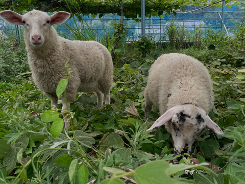 2キロ 農薬不使用・無施肥シャインマスカット　(タネなし処理もしてません)
