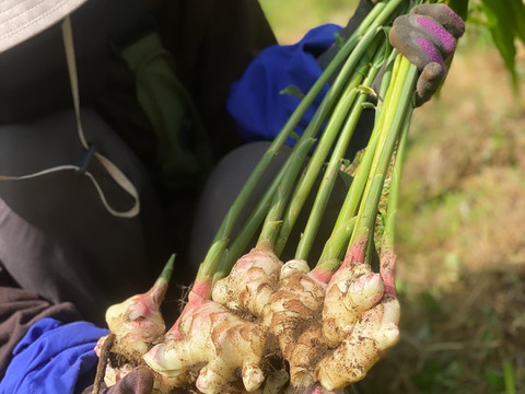 大さじ1杯でたっぷり楽しめる<自家製> スパイスジンジャーシロップ (290ml)