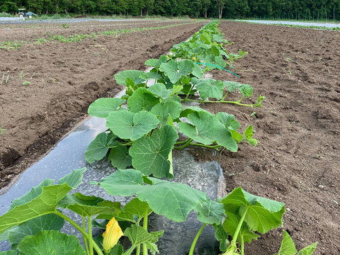 旬のセット🍠🎃【北海道産🌎農薬化学肥料・除草剤不使用】甘いサツマイモ5㎏🍠ホクホク南瓜5㎏のセット🍠🎃