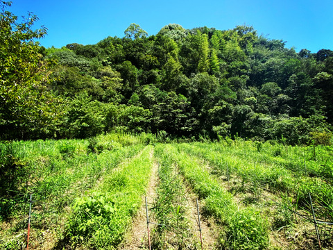 【鮮度抜群】香辛温活！自然栽培　土佐一囲い生姜500g土付き　香りの良い最高の生姜をお届けします。