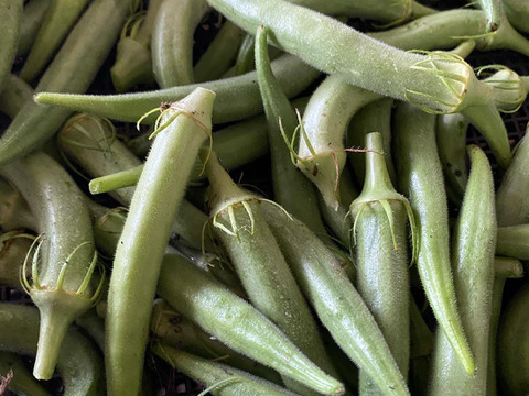 五年間種を取り繋いできた！やまと屋農園オリジナルオクラ500g