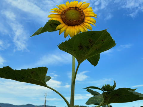 [埼玉寄居発] 甘くてホクホク九重栗(大)2個