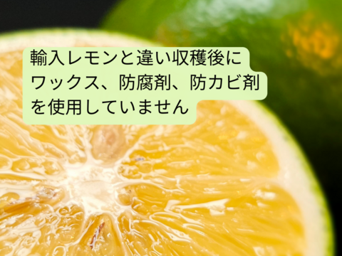 箱込約1㌔　マイヤーレモン　皮までバリバリ食べれる美味しさ