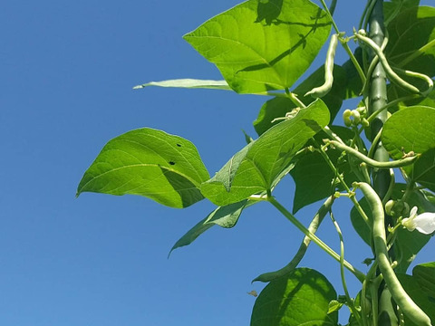 【自然栽培】初夏の豆セット(いんげん&枝豆)各1キロ