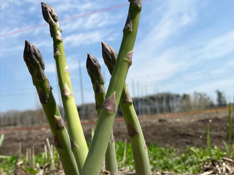 予約開始(５月発送)🚚北海道産【春芽】農薬化学肥料不使用🌞朝採り当日発送🌞新鮮アスパラ900g【L～S】