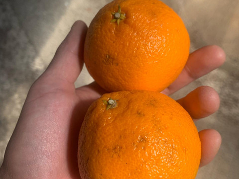 【訳あり 】ガムシャラポン〔肥の豊〕　2.5キロ