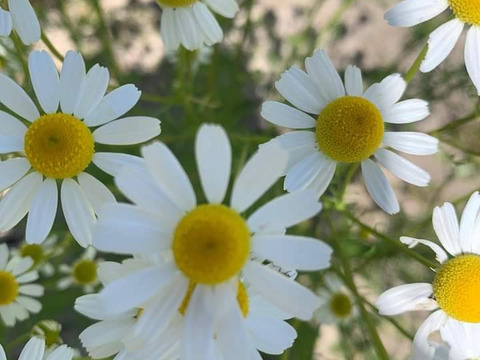 奥出雲産 自家栽培カモミールブレンド 
100g