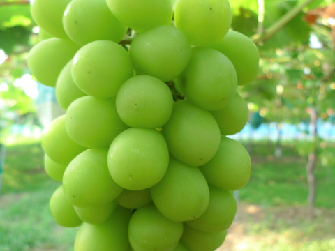 【9/21-30：2房】旬のぶどう詰め合わせセット（品種おまかせ／約0.8kg）