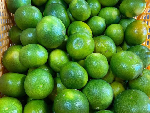 今が旬！極早生みかん（大小混合5㎏入り）