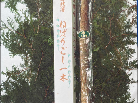 【冬ギフト】とろっとろ　大分県産 自然薯　ねばりごし一本 　１㎏