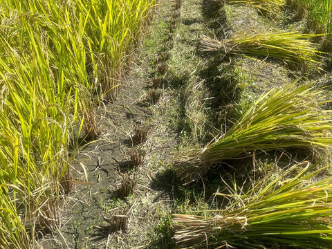 【令和7年新米】にこまる・栽培期間中農薬不使用・玄米・5Kg