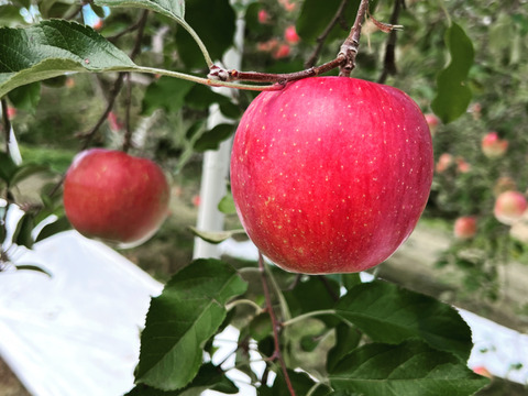 ご贈答にピッタリ!! 農園が自信を待って作る信州産完熟りんご　5kg14~16個