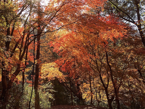【福袋】【冬ギフト】
通常【the gift】として販売していない
一番人気の日本蜜蜂の発酵蜜
天然日本蜜蜂の発酵蜜　100g ×2本set
贈答用・化粧箱入り・熨斗対応可
満足度⭐️⭐️⭐️⭐️⭐️