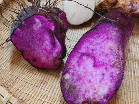 【限定２箱】紫色が色鮮やか！珍しい！☆屋久然紫山芋☆(1.5kg)