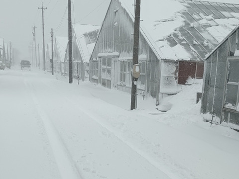 【農家の食卓からお裾分け】冬の中、じっくり育った「王道」冬野菜！ほうれん草＆小松菜＆春菊🥬 朝採りたっぷり3種詰合せ📦