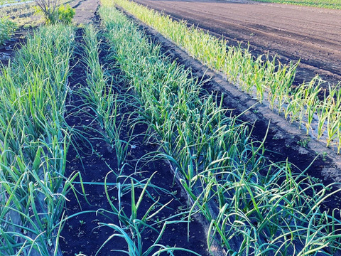 Sサイズ＊茨城県産旬野菜セット(約6〜7品目)