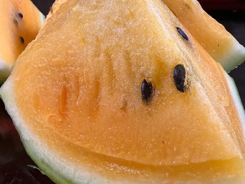 金色羅皇　７キロ程度　1玉入り