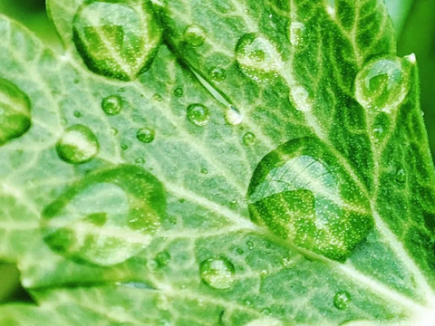 【アワード受賞福袋】旬野菜おまかせＬセット(12品目) 期間限定！！