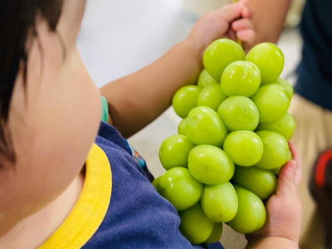 人気NO.1商品！！2025年★冷蔵★３㎏ ４～６房★大人気！種なしシャインマスカット★朝どれ　９月上旬より順次発送！生産量日本一の山梨県産★