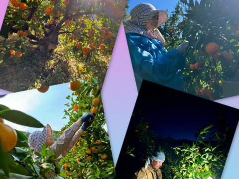 【有田みかん】果汁たっぷり！不知火デコ【また旅みかん】