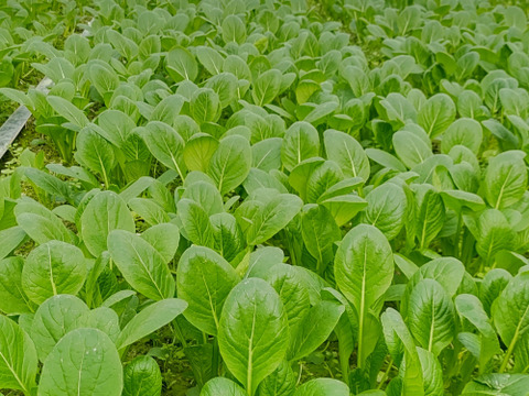 【農家の食卓からお裾分け】冬の中、じっくり育った「王道」冬野菜！ほうれん草＆小松菜＆春菊🥬 朝採りたっぷり3種詰合せ📦